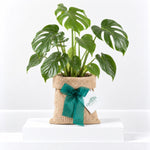 Swiss Cheese Plant Gift Wrapped  1