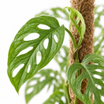 Monstera Monkey Leaf  3