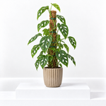 Monstera Monkey Leaf  1