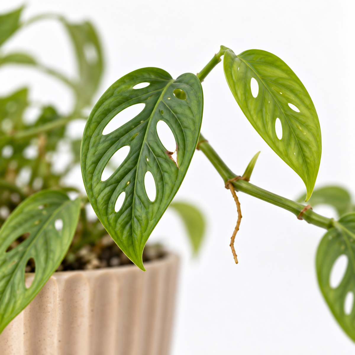 Monstera Monkey Leaf