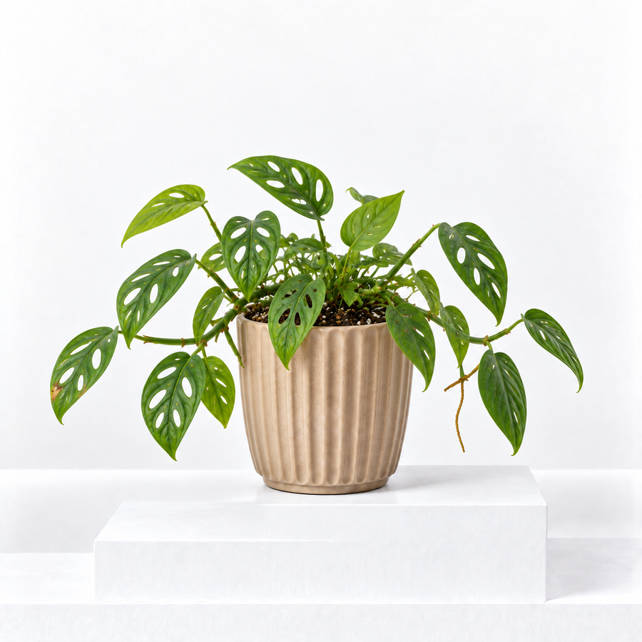 Monstera Monkey Leaf  1