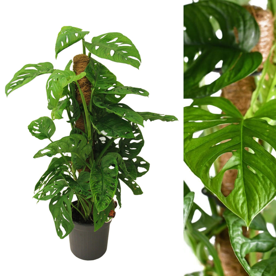 Monstera Monkey Leaf monsteramonkeymask 3