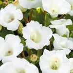 Gloxinia Mont Blanc Bulbs  2