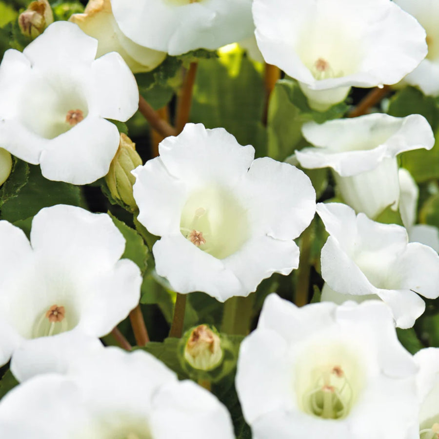 Gloxinia Mont Blanc Bulbs  2