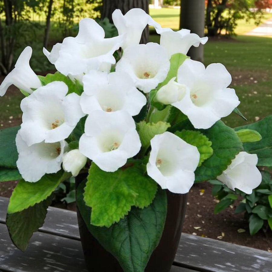 Gloxinia Mont Blanc Bulbs  3