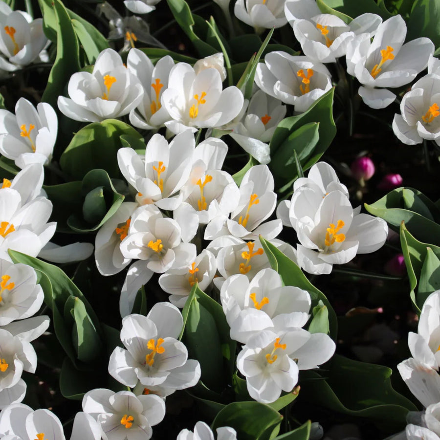 Gloxinia Mont Blanc Bulbs  1