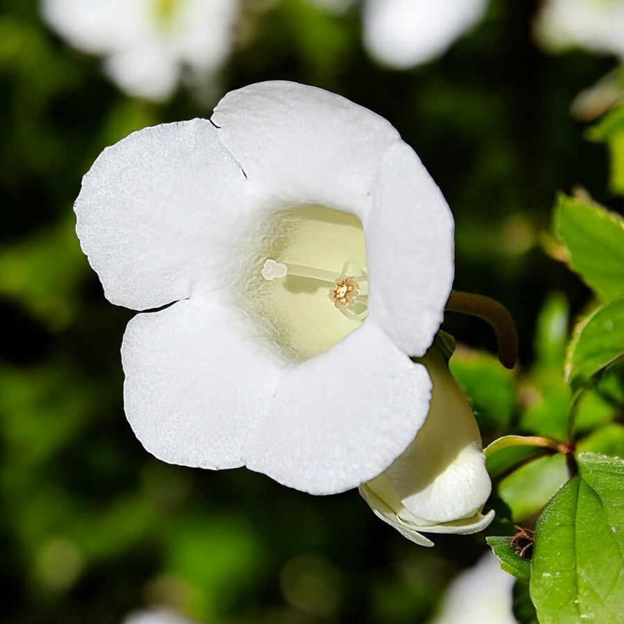 Gloxinia Mont Blanc Bulbs  4