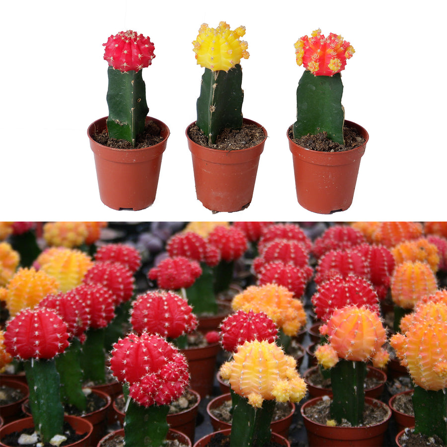 Gymnocalycium Mihanovichii Moon Cactus Plants 3 x Gymnocalycium Mihanovichii Moon Cactus Plants image1 2