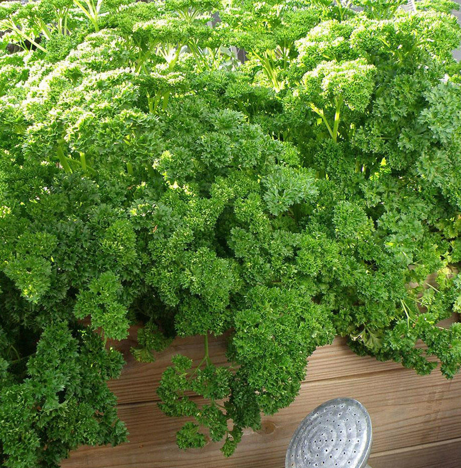 Parsley Plants  1