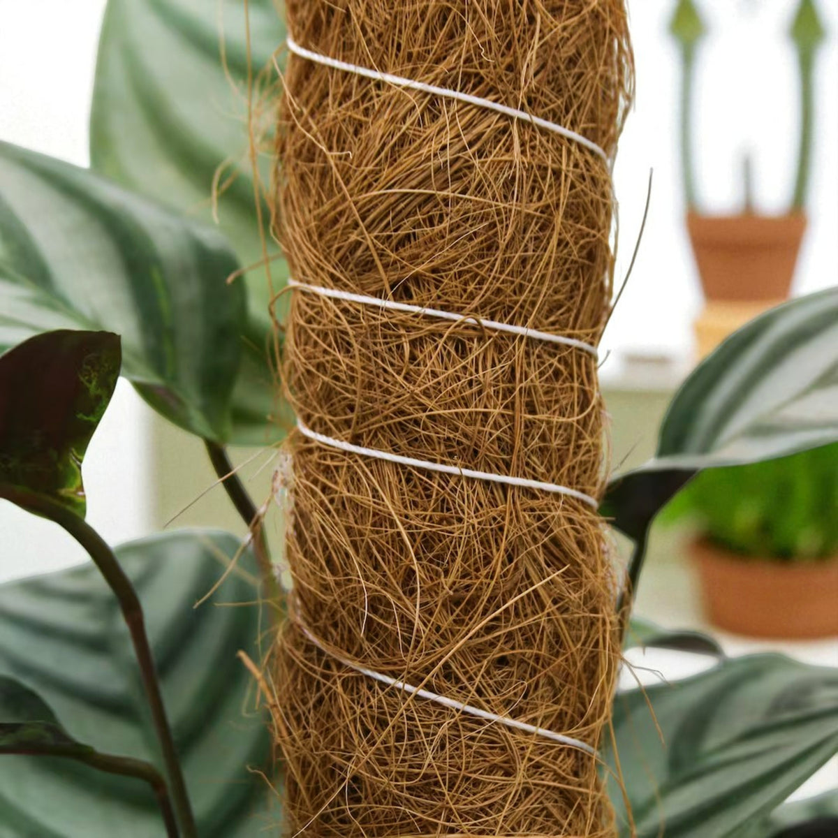 Moss Pole 50cm Close-up of a brown coir moss pole wrapped with white string, supporting a green-leaved indoor plant in the background. 2