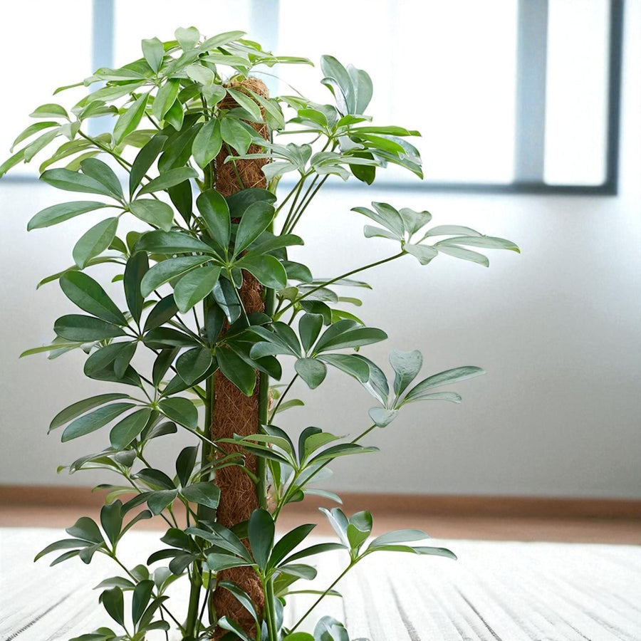 Moss Pole Indoor Plant Support Tall green indoor plant with wide leaves climbing up a coir moss pole, placed in a bright, modern indoor setting with soft natural light. 4