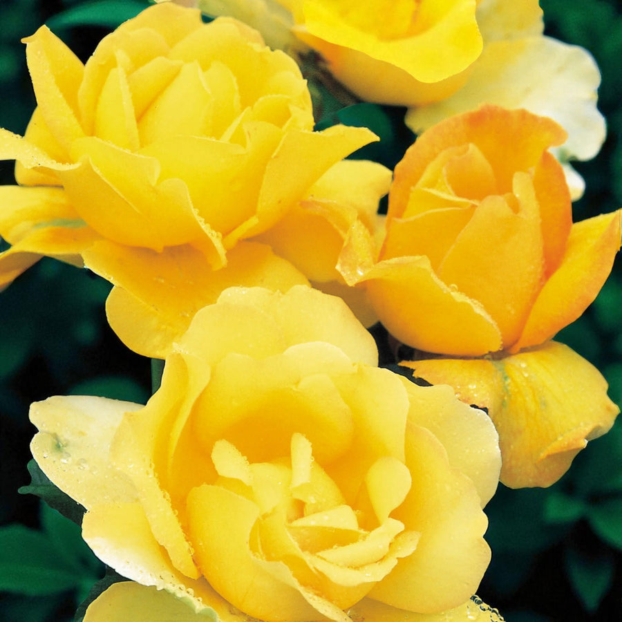 Mountbatten Bare Root Rose  3