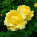 Mountbatten Bare Root Rose  2