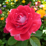 My Mum Bare Root Rose  1