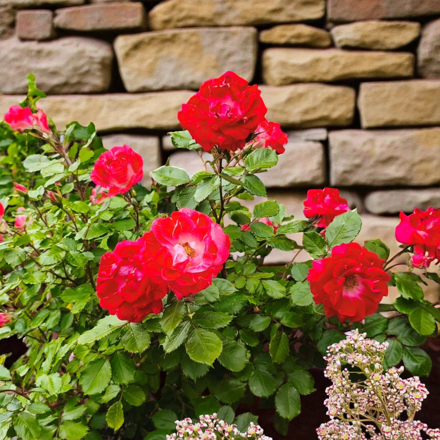 My Mum Bare Root Rose  2