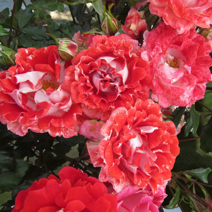 My Mum Bare Root Rose  3