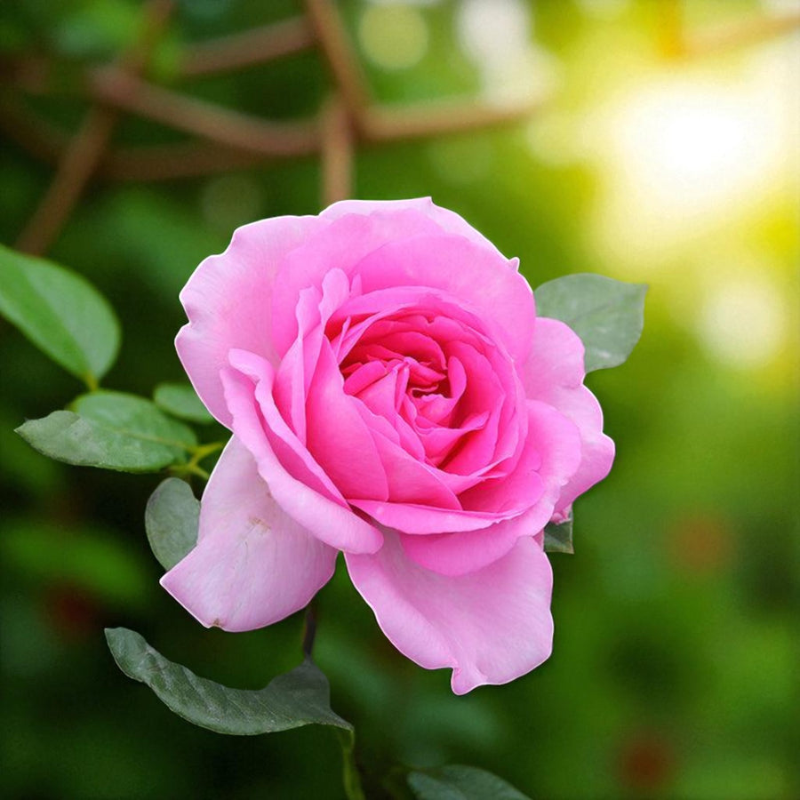 Bare Root Rose Mix  2