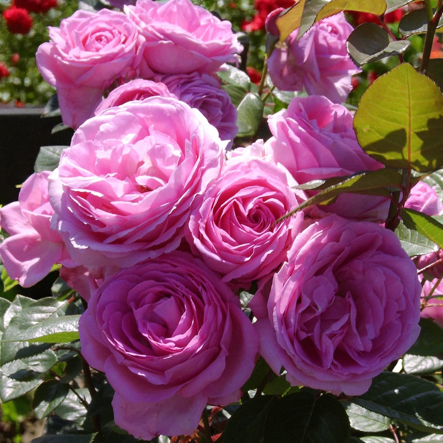 Mum in a Million Bare Root Rose  3