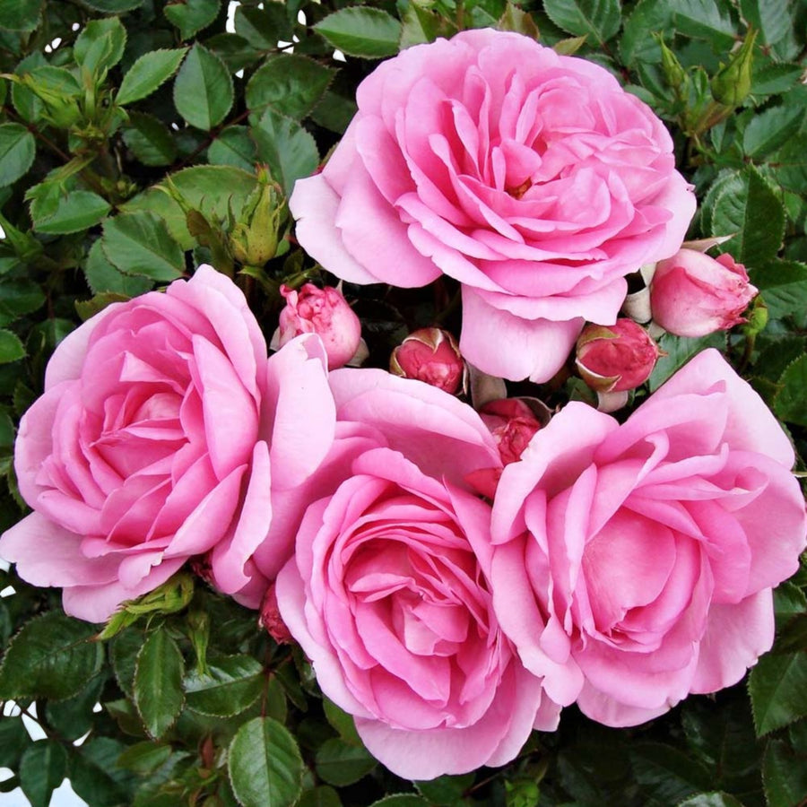 Mum in a Million Bare Root Rose  2
