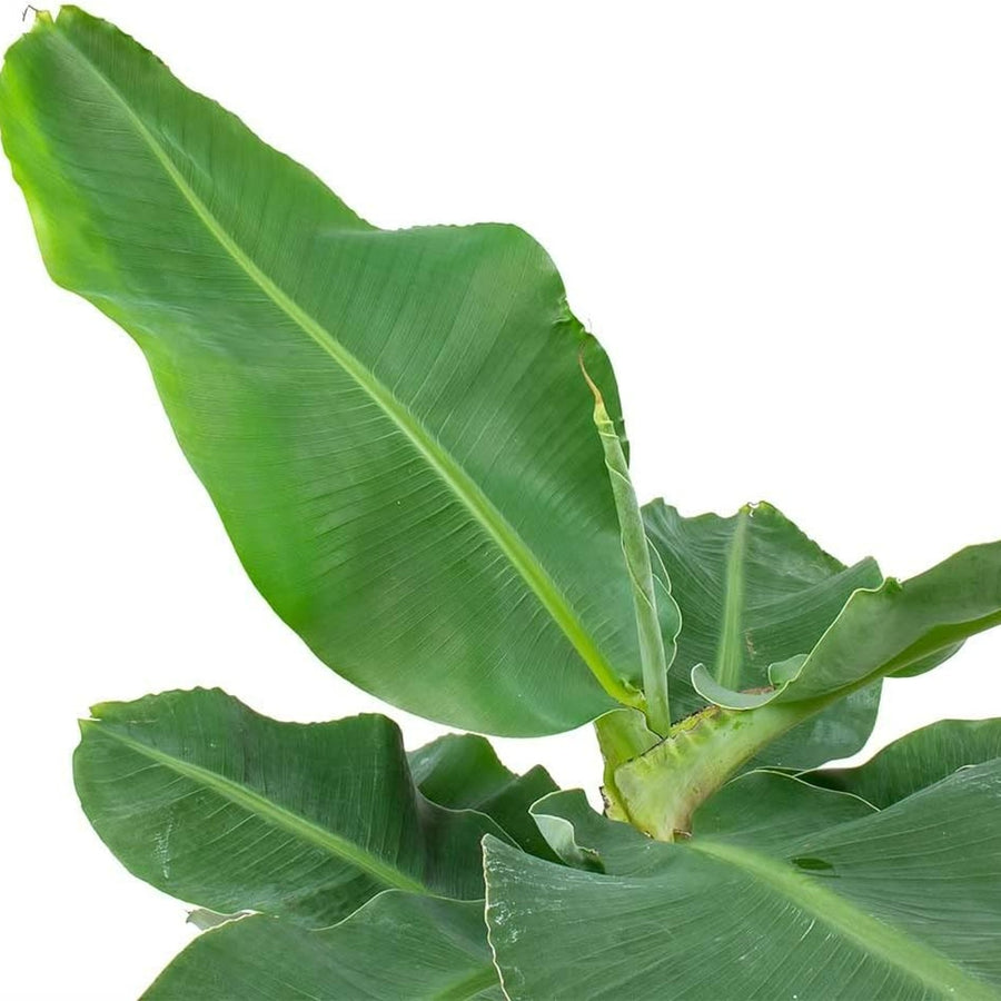 Musa Acuminata musa1 4