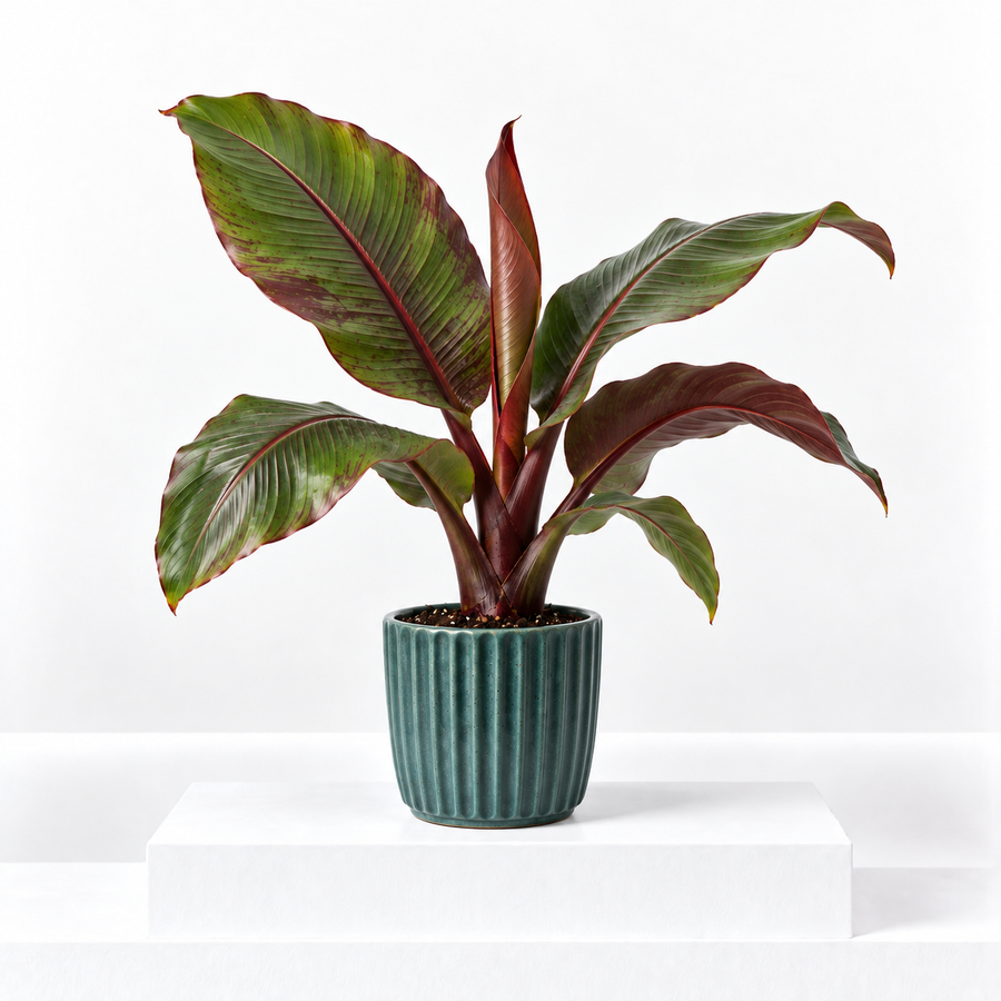 Musa ensete Maurelii Banana Plant  1