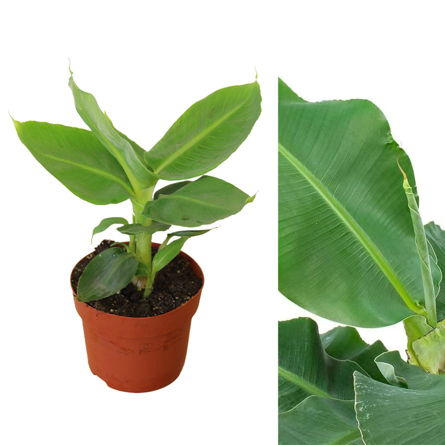Musa Acuminata musa 2