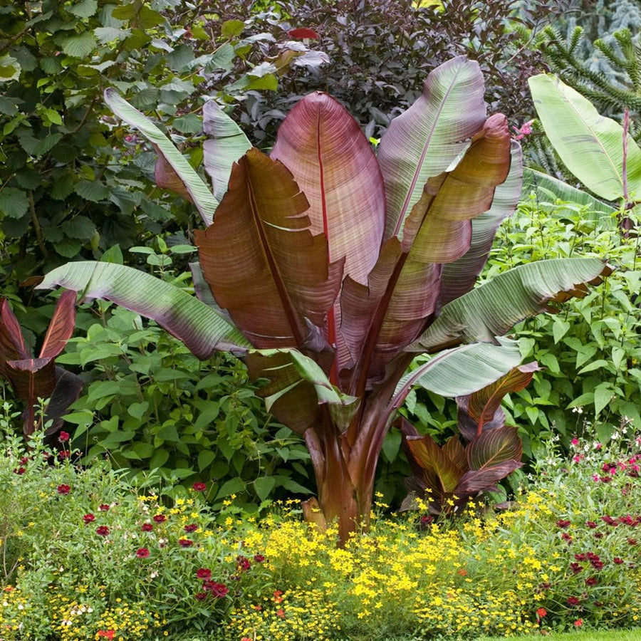 Musa ensete - 'Maurelii' Musa ensete - 'Maurelii' image3 3