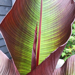 Musa ensete - 'Maurelii' Musa ensete - 'Maurelii' image4 4