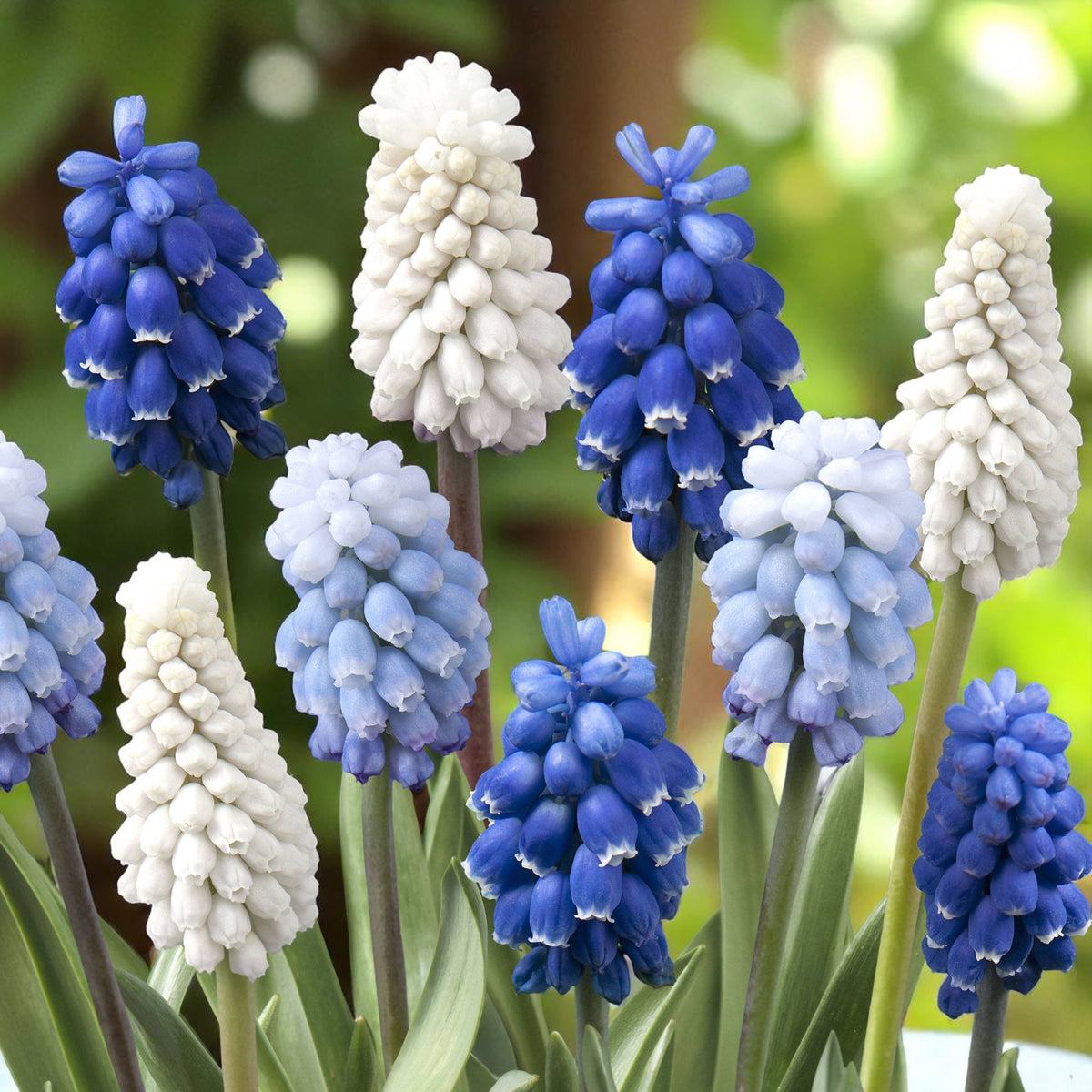 Spring Spectacular 100 Bulb Mix A cluster of blue and white muscari flowers arranged together in a natural setting.
 6