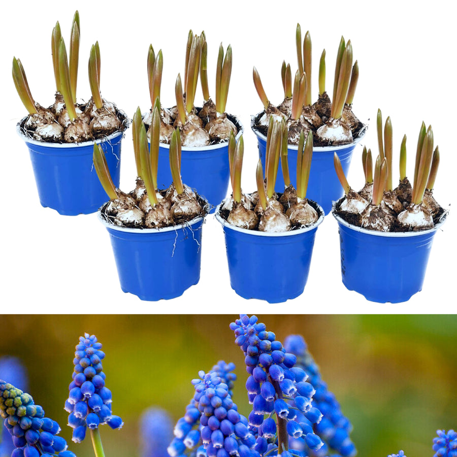 Pots of Muscari Bulbs muscaripotsimage1 7