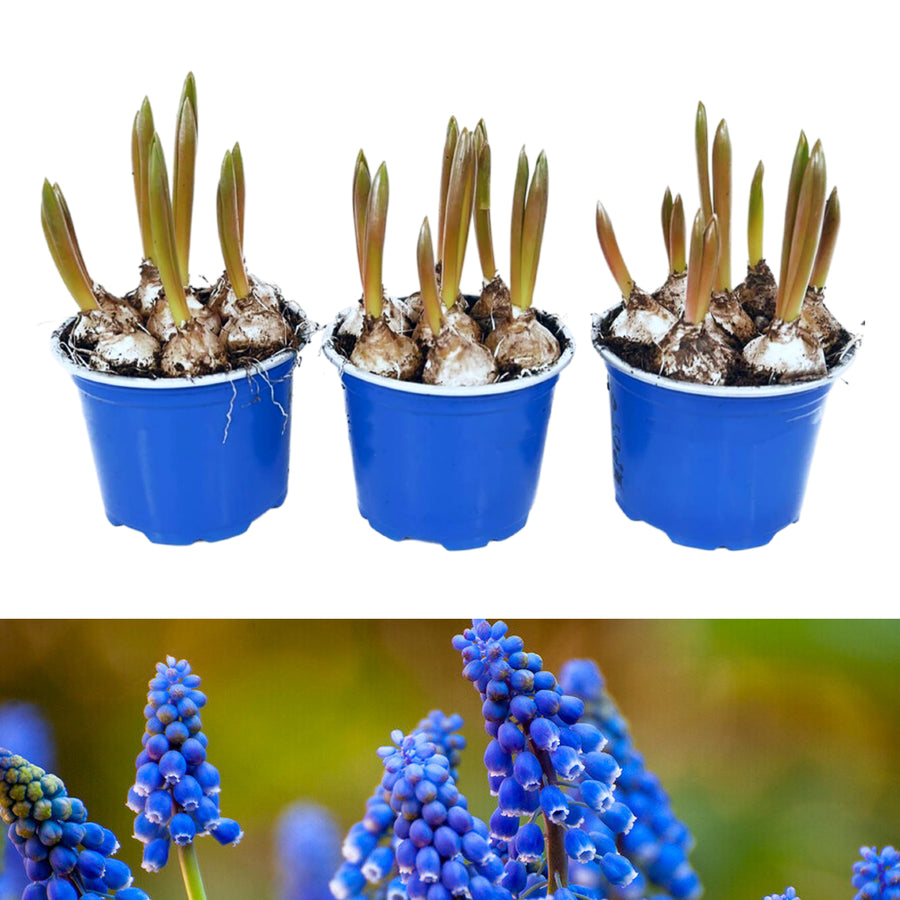 Pots of Muscari Bulbs muscaripotsimage2 1