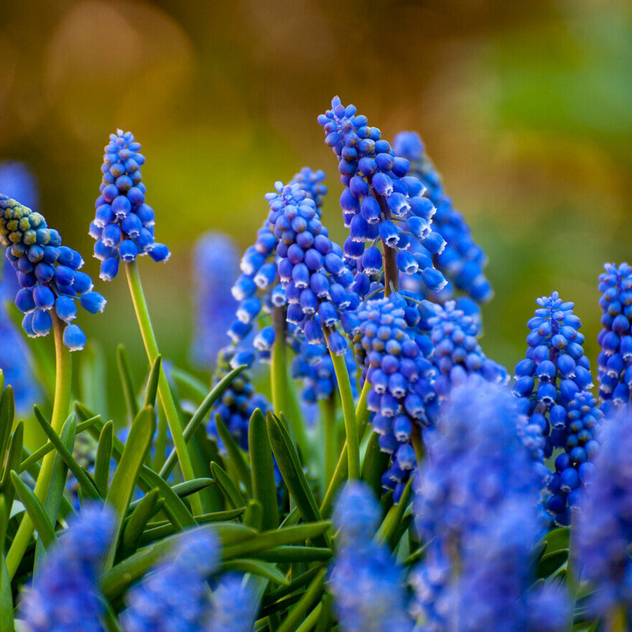 Pots of Muscari Bulbs muscaripotsimage3 3