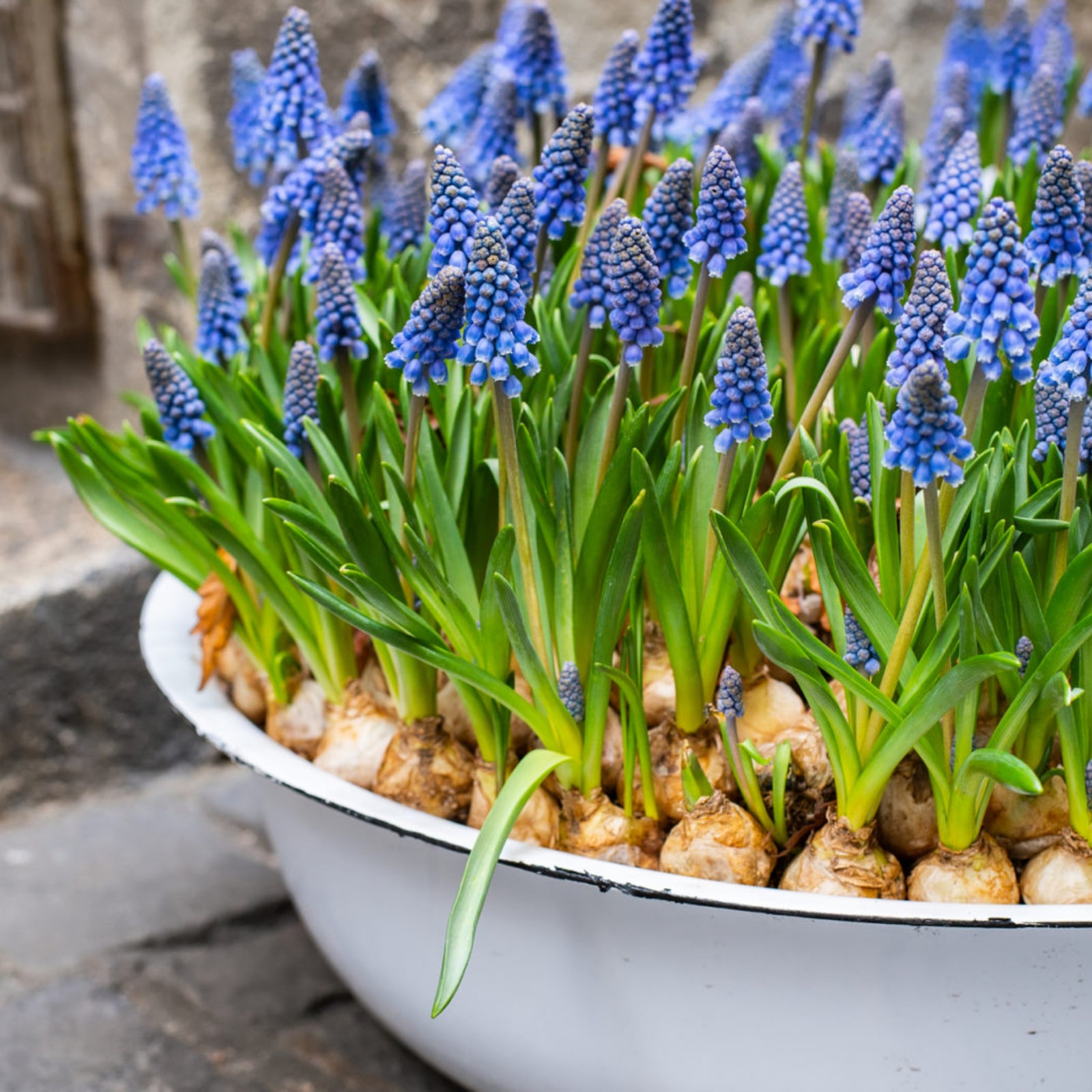 Pots Muscari Bulbs