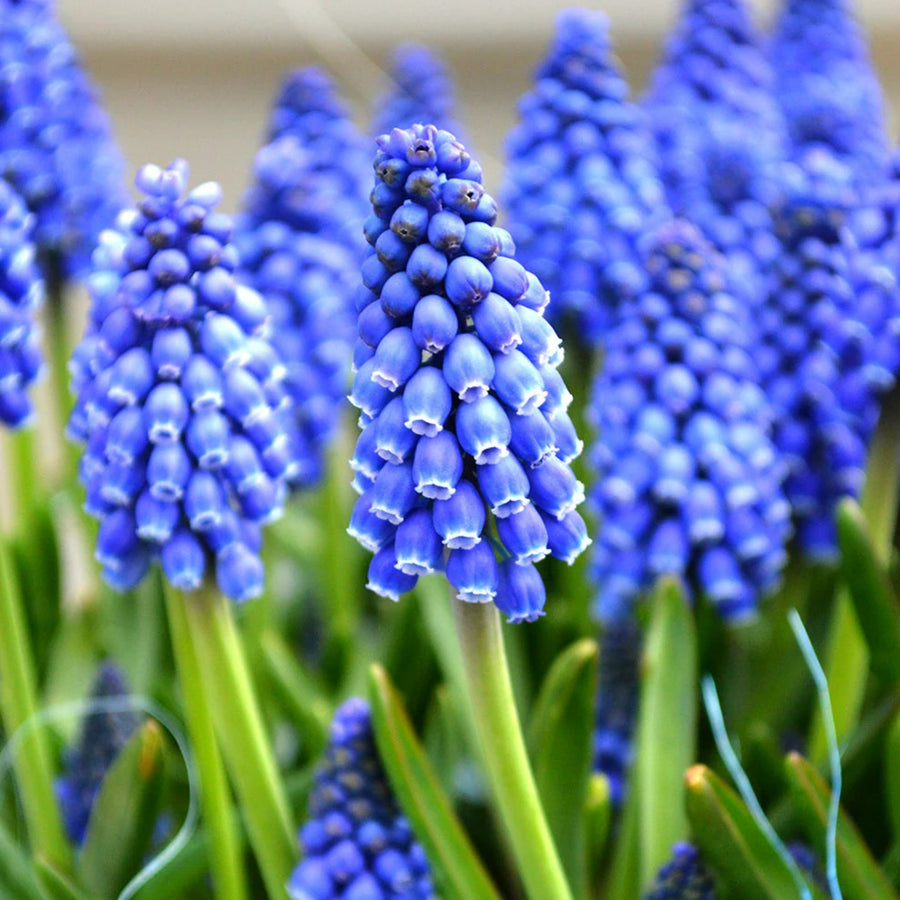 Pots of Muscari Bulbs muscaripotsimage5 4