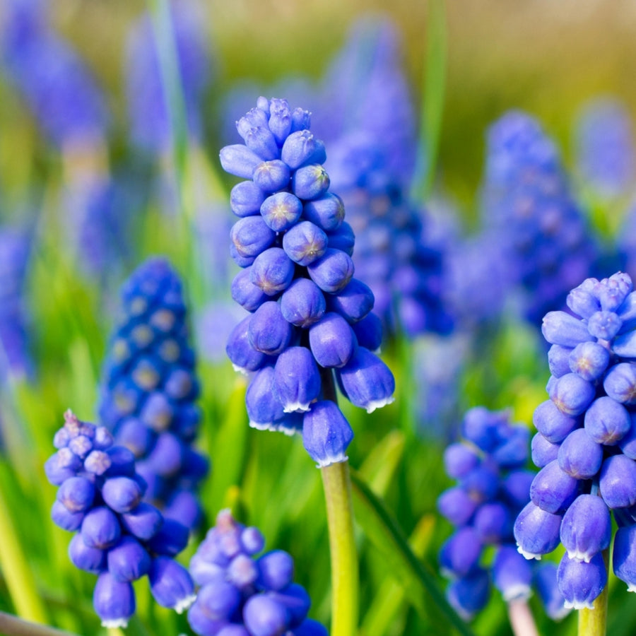 Pots of Muscari Bulbs muscaripotsimage6 5