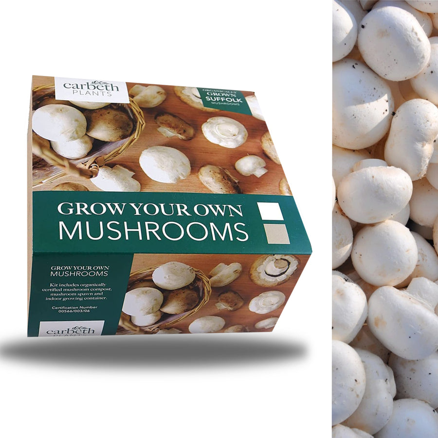 Carbeth Plants White Mushroom Growing Kit mushroom box carbeth 1