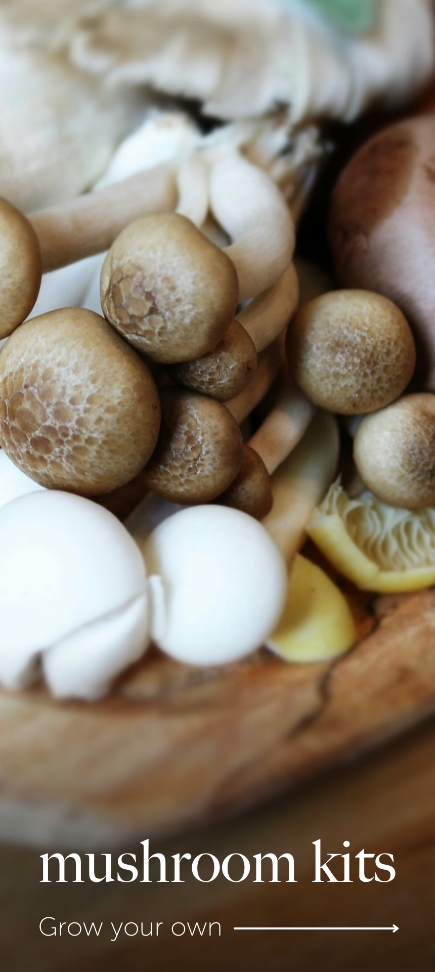 Poppy Bare Roots | Hardy Perennial Flowers