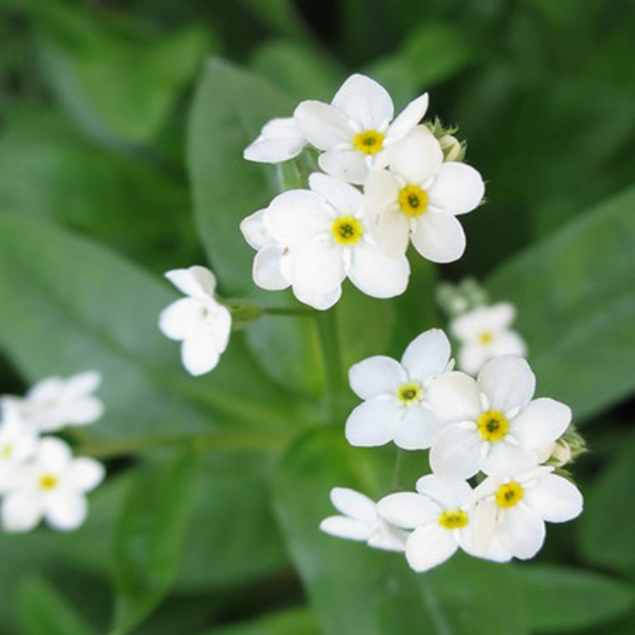 Forget Me Not 'Mon Amie White' Myosotis 'Mon Amie White' image3 3
