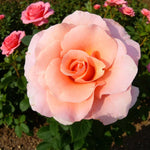 Myveta Rose Bush  1