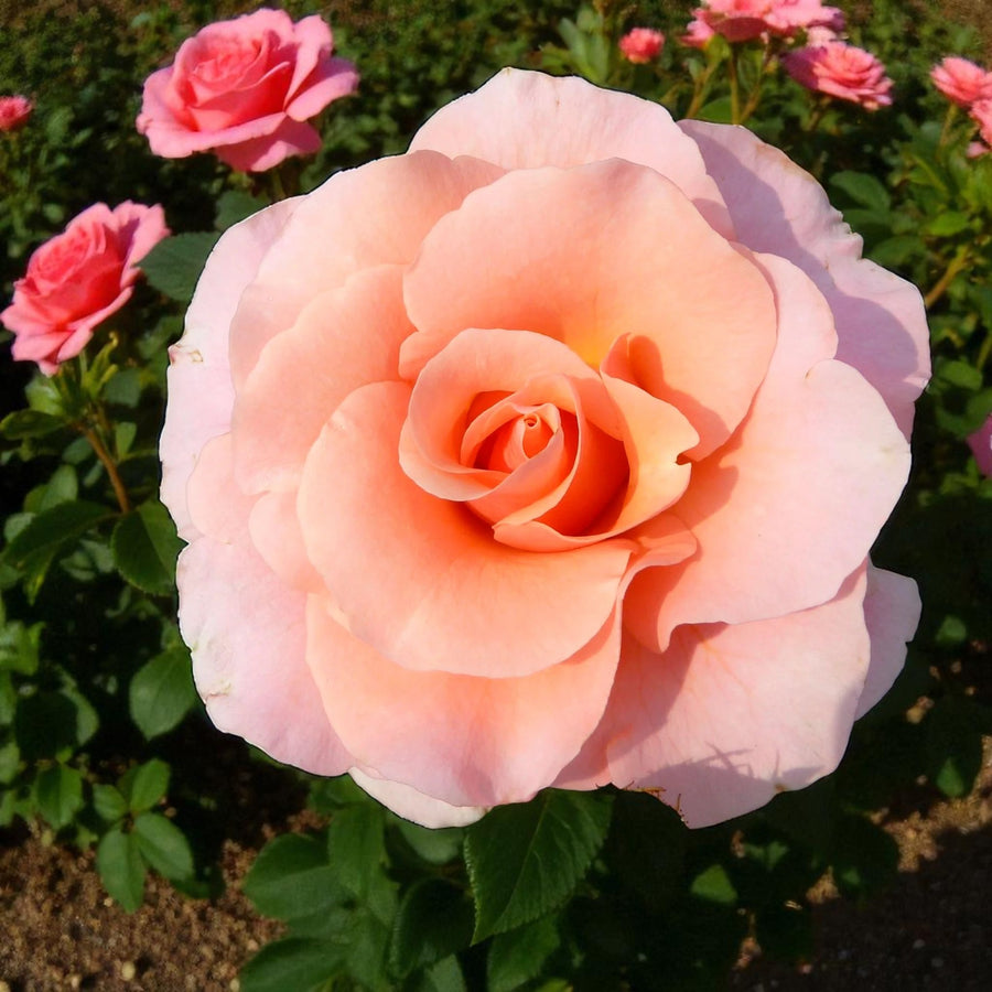 Myveta Rose Bush  1