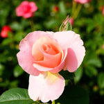 Myveta Rose Bush  2