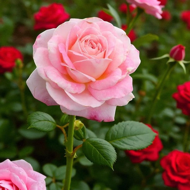 Myveta Rose Bush  3