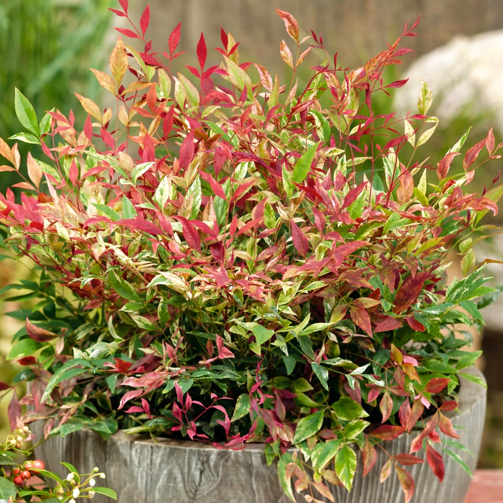 Nandina Domestica