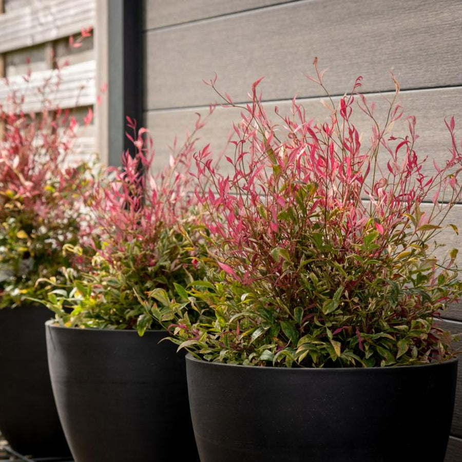 Nandina Domestica Nandina Domestica image2 2
