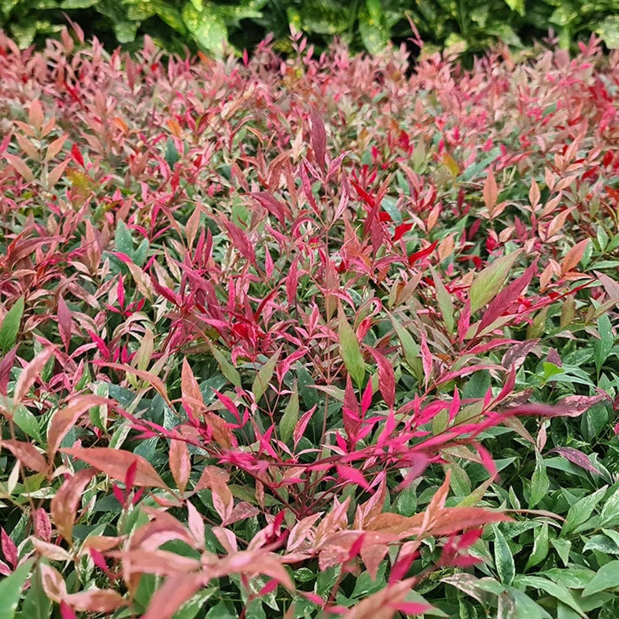 Nandina Domestica Nandina Domestica image3 3