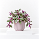 Tradescantia Nanouk  1