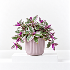 Tradescantia Nanouk