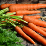 Carrot Plants  4