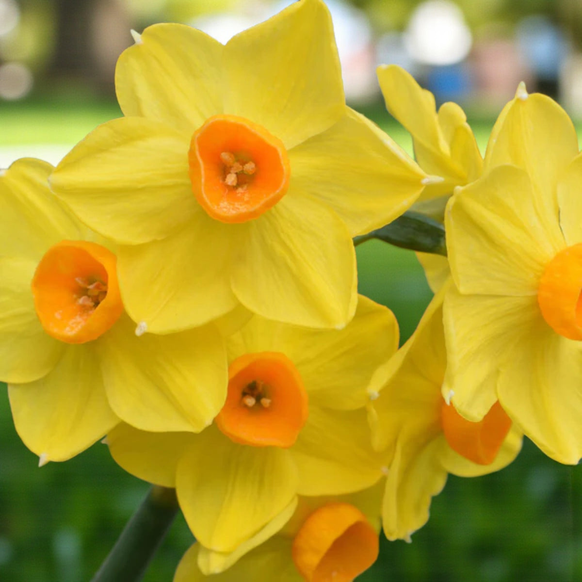 Narcissus Martinette Dwarf Daffodil Bulbs  4