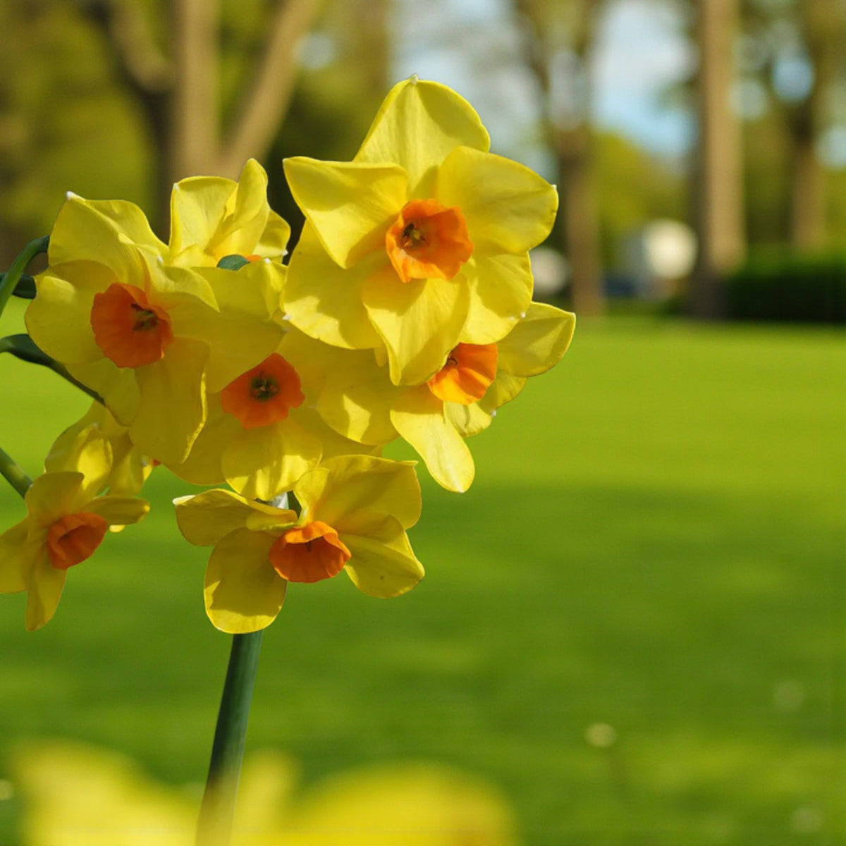 Narcissus Martinette Dwarf Daffodil Bulbs  3